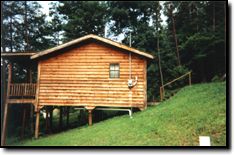 Pine Tree Rentals