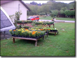 Ramey Greenhouse - Farmers, Kentucky